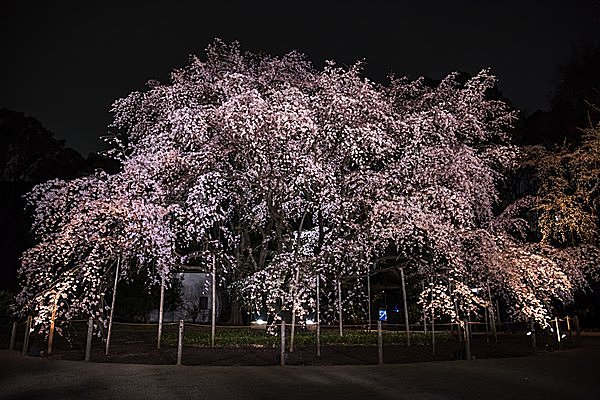 特別名勝・六義園のしだれ桜