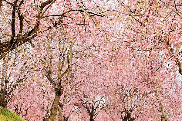 特集 北関東の桜の名所 クジャクや鯉のぼりもお花見 桜のトンネルを歩きませんか Tenki Jpサプリ 17年03月18日 日本気象協会 Tenki Jp