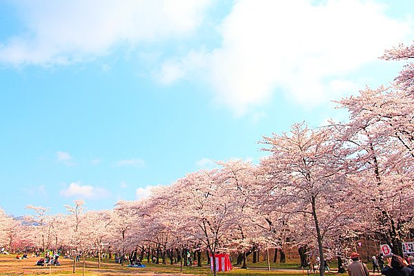 赤城南面（あかぎなんめん）千本桜