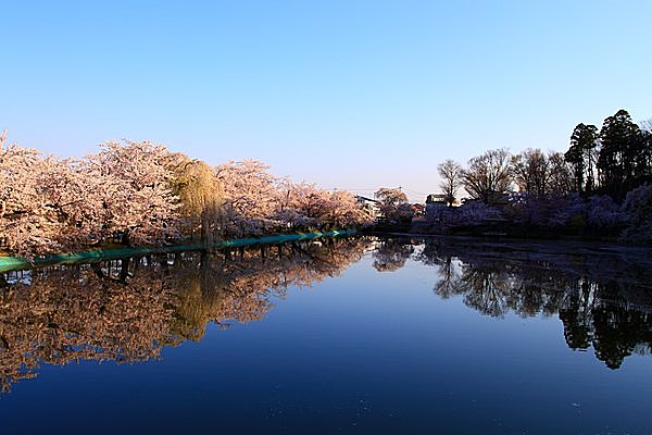 ボートに乗ってのお花見も♪