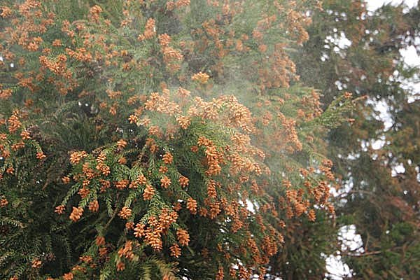 いくつあてはまる？花粉症を悪化させてしまう生活習慣５つ