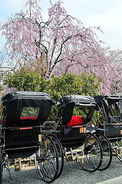 桜の木の下で、お客さんを待つ人力車