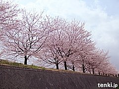 第４位　桜前線は記録的な長旅 早い九州から遅い北海道へ