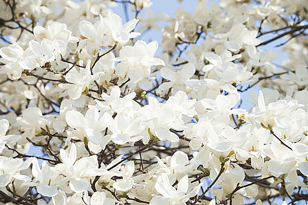 桜に先駆けて咲く辛夷（こぶし）の花は別名「田打桜」