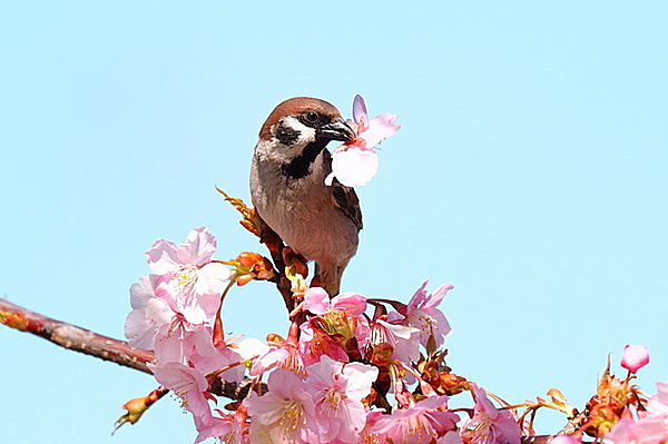 桜の花をちぎり取ったのは誰 七十二候 雀始巣 すずめはじめてすくう Tenki Jpサプリ 17年03月21日 日本気象協会 Tenki Jp