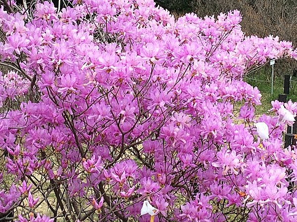 筥崎の焼餅うまし春社日