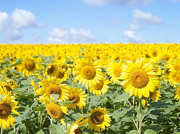 太陽の光を全身で受け、力強く咲くひまわりは生命力に満ち溢れていますね