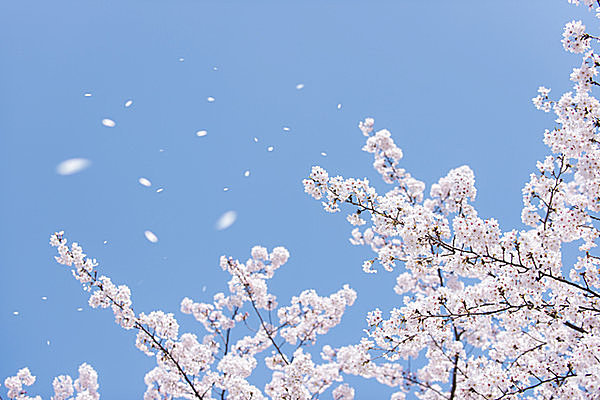 なんだか桜が白っぽい？ならお花見はちょっと早いかも！七十二候「桜始開(さくらはじめてひらく)」