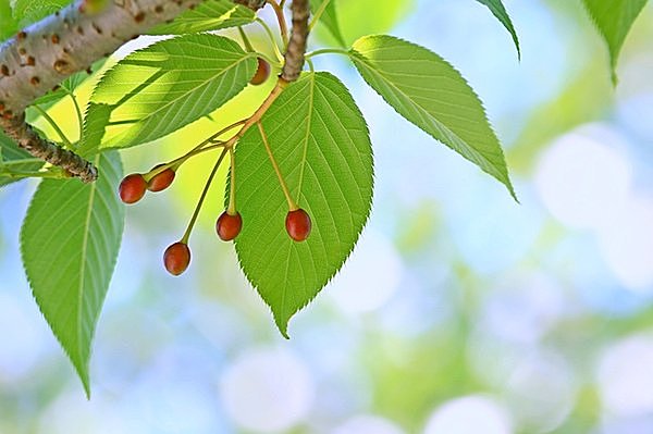 なんだか桜が白っぽい？ならお花見はちょっと早いかも！七十二候「桜始開(さくらはじめてひらく)」_画像