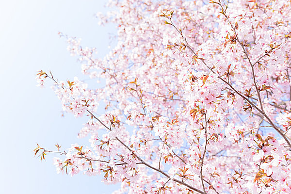 「桜舞い散りすぎ」のわりには…散り際の桜こそ楽しみどころです！