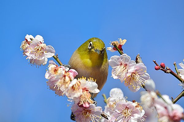 桜の花とメジロ