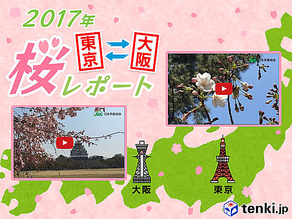 第4回　東京・大阪桜レポート2017～東京は桜満開までカウントダウンスタート～