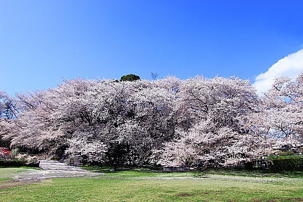 アートが生活の一部だと感じられます