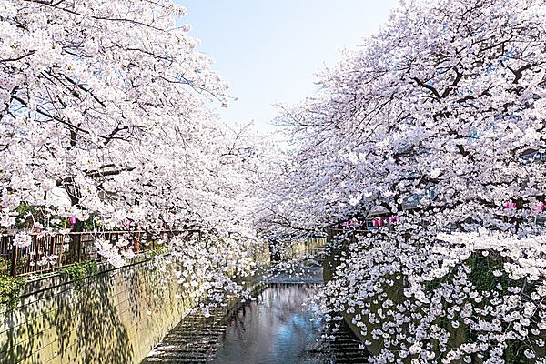 昼と夜。それぞれに美しい桜並木です