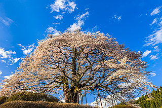 暮らしを彩る年中行事「お花見」、桜にまつわるこんな話知ってますか