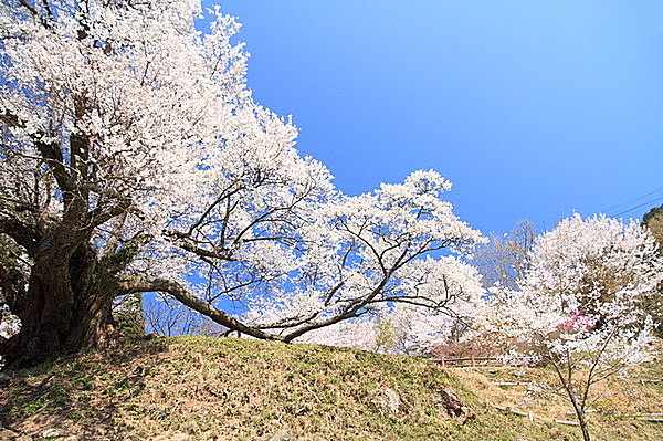 毎年4月第3日曜日は「仏隆寺の千年桜」の花見会が行われる