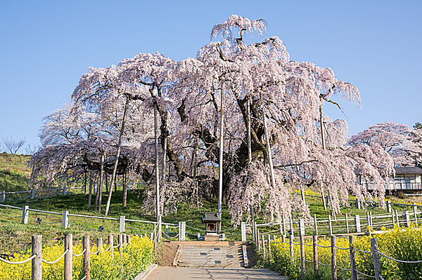 根尾谷の淡墨ザクラ・山高神代ザクラなどとともに国の天然記念物の指定を受けた名木「福島の三春滝桜」は樹齢千年以上