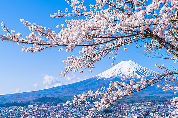 二十四節気「清明」。いよいよお花見本番へ！春季玲瓏・春満開の日本です
