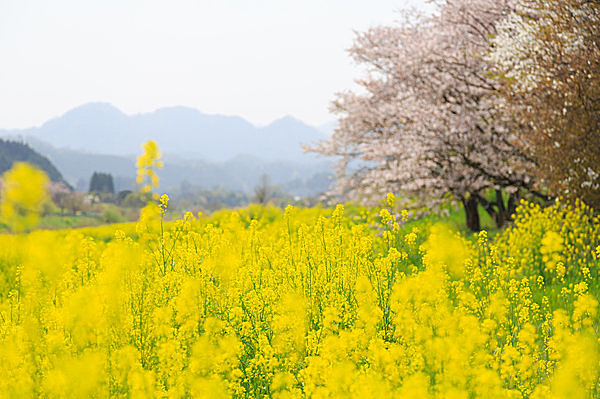 暦の上では晩春に。卯月となり、緑輝き生命が清らかに輝くころ