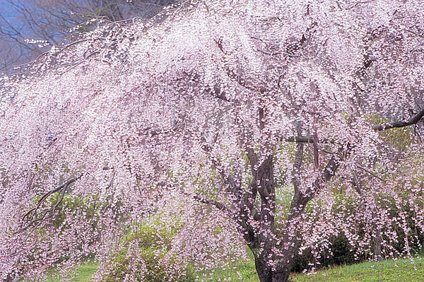 二十四節気「清明」。いよいよお花見本番へ!春季玲瓏・春満開の日本です_画像