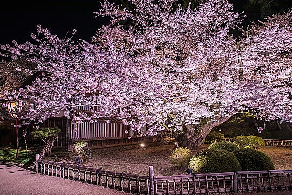 弘前公園には日本一がふたつある（青森県）