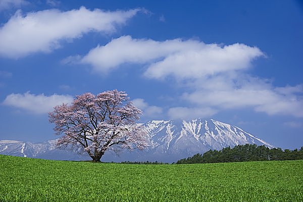 連続テレビ小説でも有名な一本桜はココ！（岩手県）