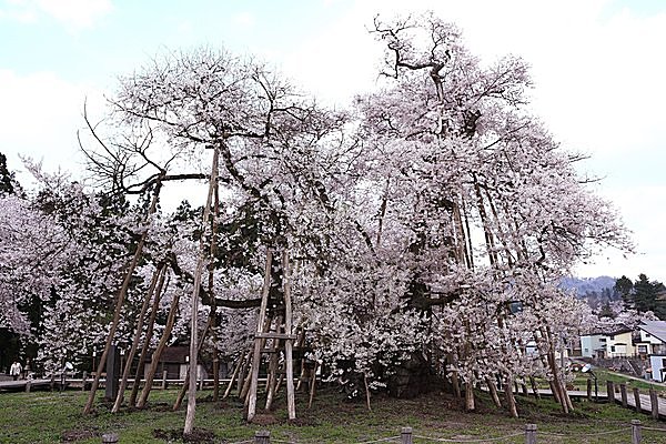 坂上田村麻呂の悲しい恋を伝える桜の木（山形県）