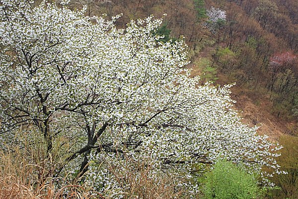 温泉から眺めるカスミザクラに心癒されて（秋田県）