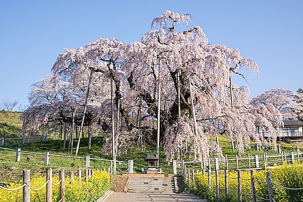 日本三大桜のシダレザクラ「三春滝桜」（福島県）