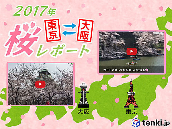 第5回　東京・大阪桜レポート2017～東京は桜満開、大阪はあと少し！～