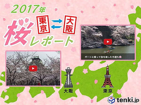 第5回 東京 大阪桜レポート17 東京は桜満開 大阪はあと少し Tenki Jpサプリ 17年04月05日 日本気象協会 Tenki Jp