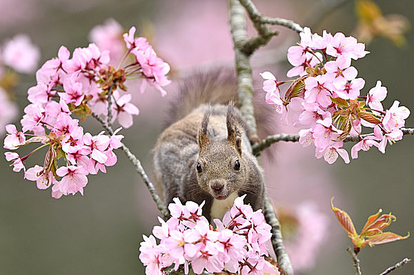 特集｜【北海道の桜の名所】ゴールデンウィークから桜が見ごろ!!