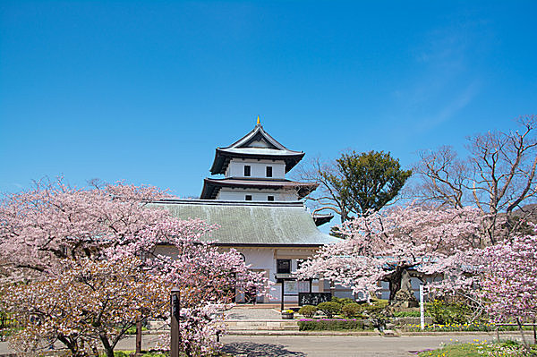 【松前公園】早咲きから遅咲きまで1ヵ月間、長～く桜を楽しむことができる!!