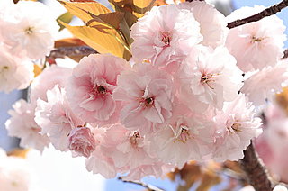 奈良七重七堂伽藍八重桜――俳句歳時記を楽しむ