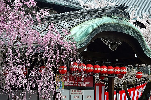 春の京都を彩り、伝統的に続く「京の踊り」の世界