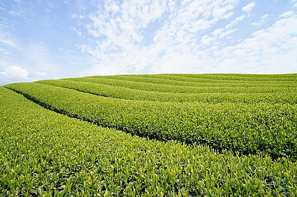 もうすぐ新茶の季節です。おいしいお茶をいれるポイントは？