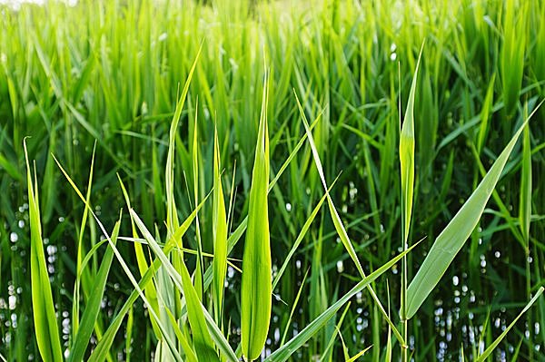 穀雨の七十二候・初候は、「葭始生（あしはじめてしょうず）」