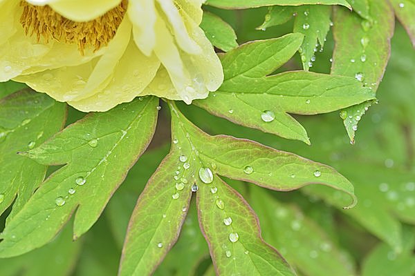 二十四節気「穀雨」。春の雨が降るたび新緑が輝くころ_画像