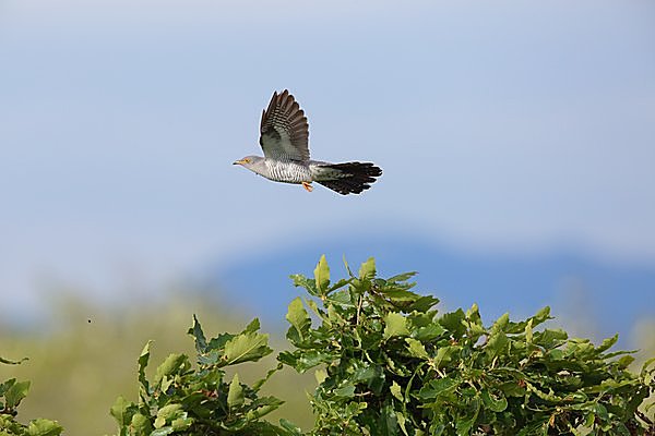 托卵するカッコウは ずるくて残忍な鳥 七十二候 霜止出苗 しもやみて なえいずる Tenki Jpサプリ 17年04月25日 日本気象協会 Tenki Jp