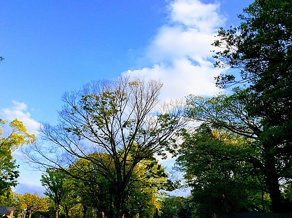 上野公園は新緑の季節