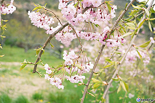 今年も満開！あさって復興記念桜は6年生