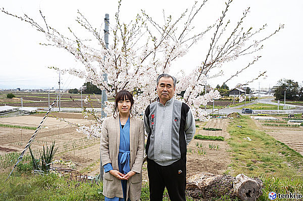 桜のお世話をしてくださっている東松島市鹿妻二区の代表・齋藤さん（右）（2017年4月21日撮影）