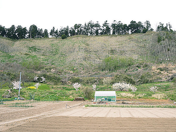 東松島市矢本上沢目の「復興記念桜」の地（2017年4月21日撮影）
