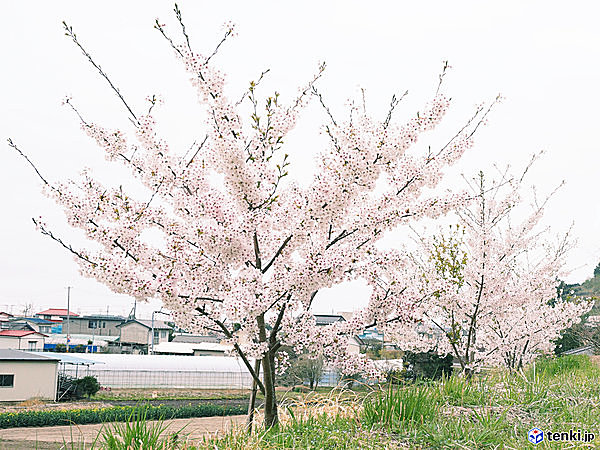 今年も満開 あさって復興記念桜は6年生 Tenki Jpサプリ 17年05月02日 日本気象協会 Tenki Jp