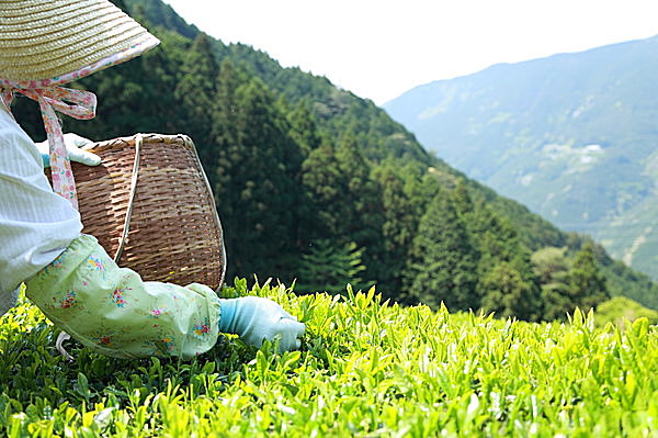 八十八夜のお茶話――日本茶にまつわる雑学あれこれ