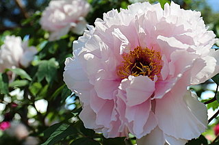 牡丹をめぐるとある疑問。七十二候「「牡丹華（ぼたんはなさく）」