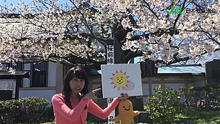 2017北海道桜レポートvol.1～まるで桜の海～