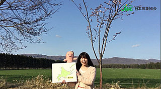 2017年北海道桜レポートvol.2～どこまでも続く桜並木～