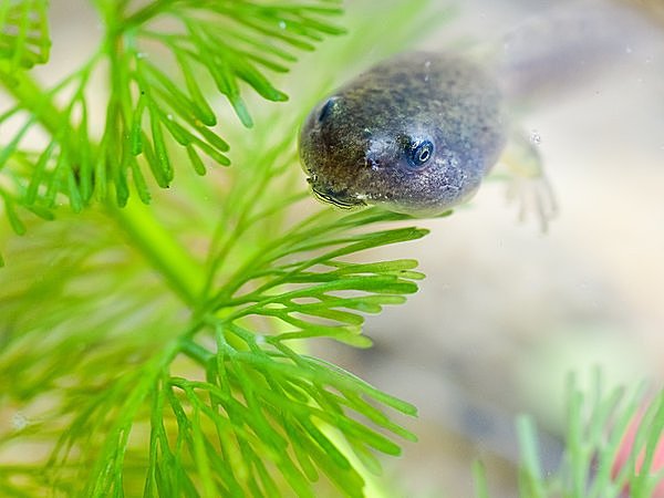 黒っぽいクチバシ