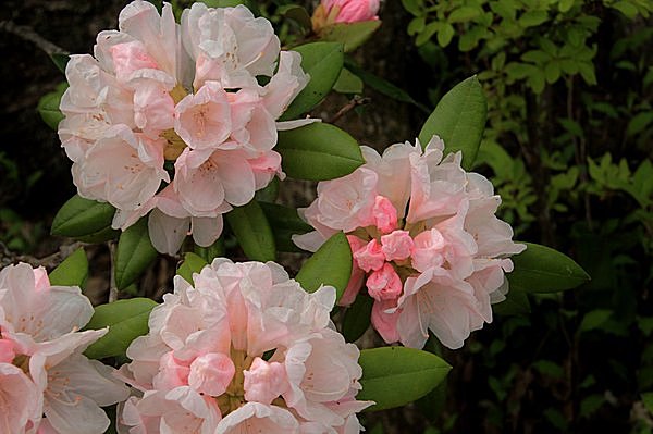 緑も花も麗しく、薫風そよぐ、光降り注ぐ青葉どき